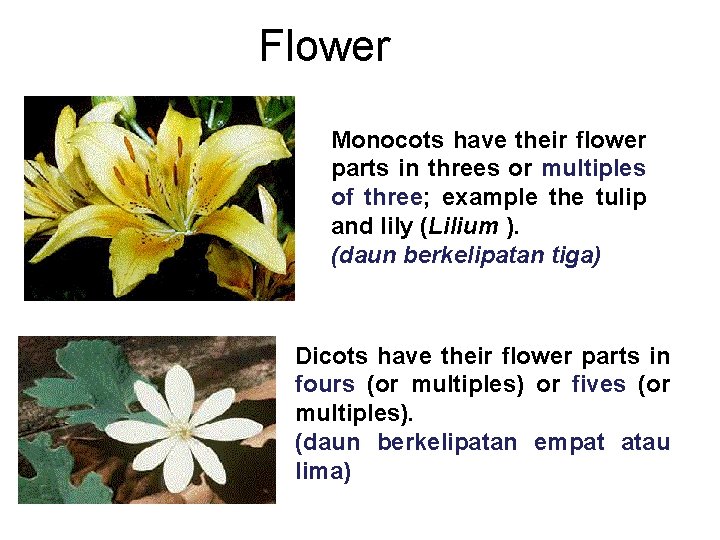 Flower Monocots have their flower parts in threes or multiples of three; example the