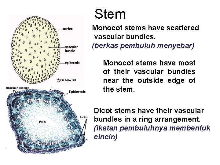 Stem Monocot stems have scattered vascular bundles. (berkas pembuluh menyebar) Monocot stems have most