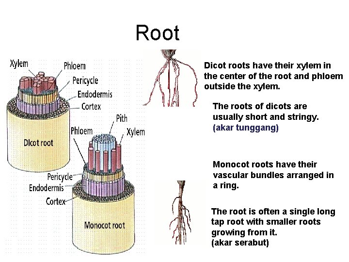 Root Dicot roots have their xylem in the center of the root and phloem