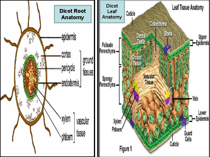 Dicot Root Anatomy Dicot Leaf Anatomy 