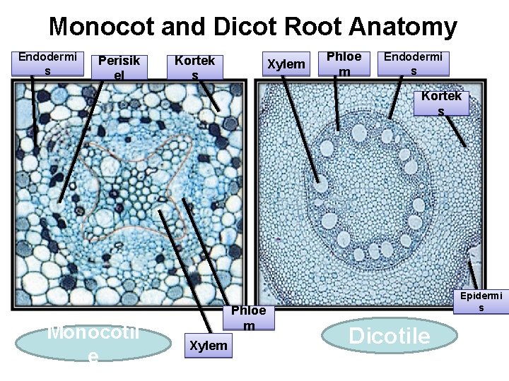 Monocot and Dicot Root Anatomy Endodermi s Perisik el Kortek s Xylem Phloe m