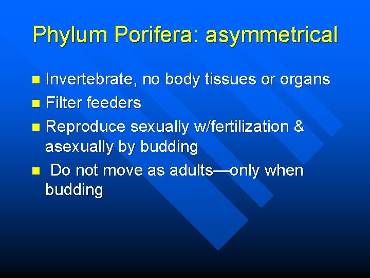 Phylum Porifera: asymmetrical Invertebrate, no body tissues or organs n Filter feeders n Reproduce