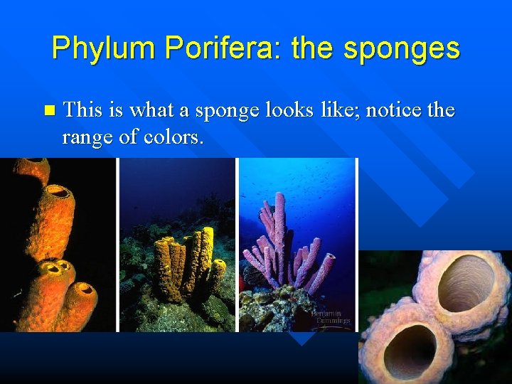 Phylum Porifera: the sponges n This is what a sponge looks like; notice the
