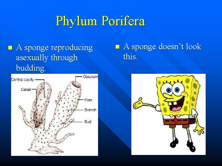 Phylum Porifera n A sponge reproducing asexually through budding. n A sponge doesn’t look