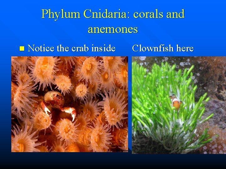 Phylum Cnidaria: corals and anemones n Notice the crab inside Clownfish here 