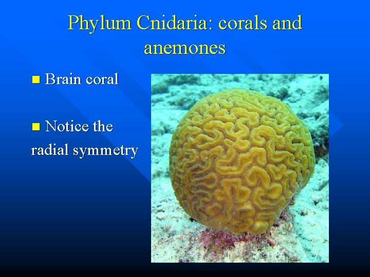 Phylum Cnidaria: corals and anemones n Brain coral Notice the radial symmetry n 