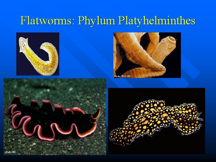 Flatworms: Phylum Platyhelminthes 