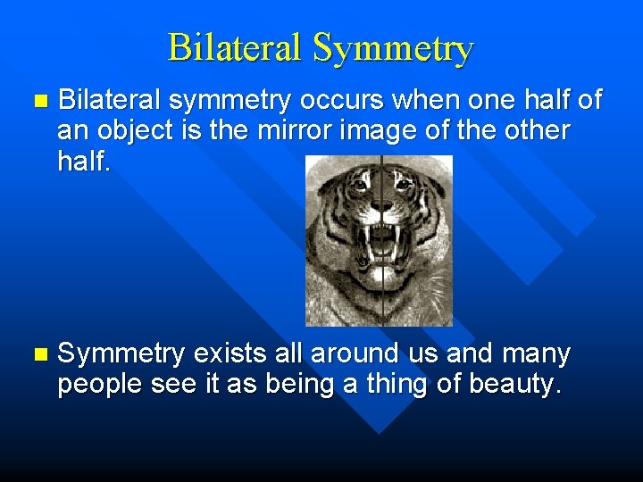 Bilateral Symmetry n Bilateral symmetry occurs when one half of an object is the