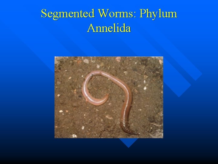 Segmented Worms: Phylum Annelida 