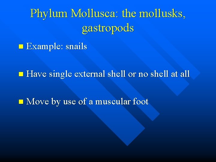 Phylum Mollusca: the mollusks, gastropods n Example: snails n Have single external shell or