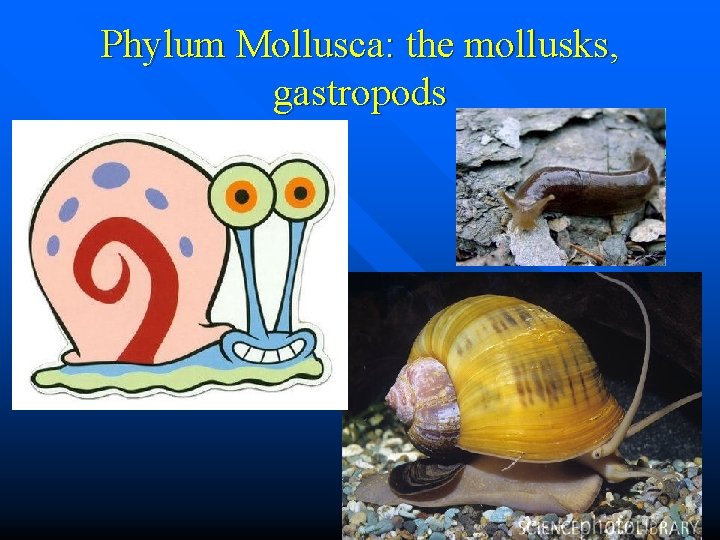 Phylum Mollusca: the mollusks, gastropods 