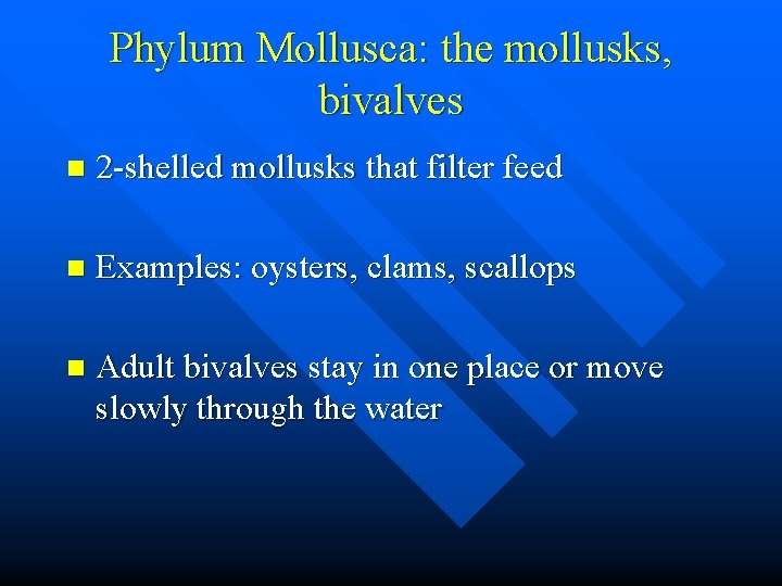 Phylum Mollusca: the mollusks, bivalves n 2 -shelled mollusks that filter feed n Examples: