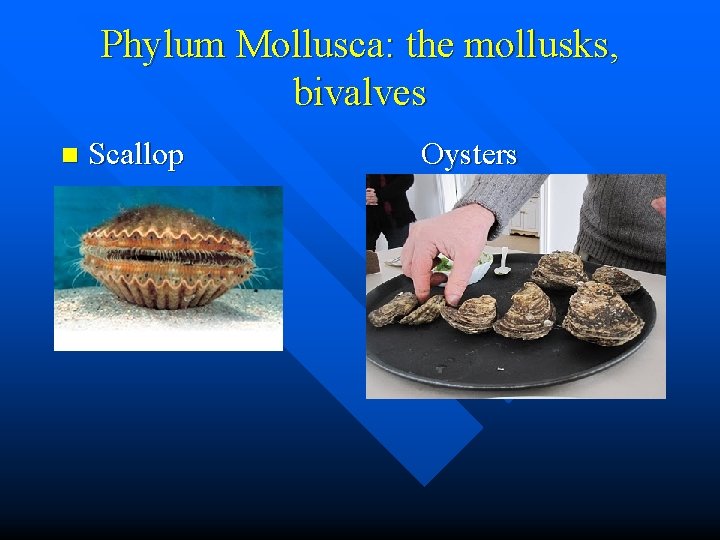 Phylum Mollusca: the mollusks, bivalves n Scallop Oysters 