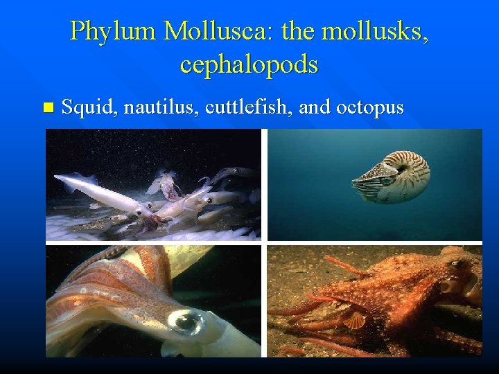 Phylum Mollusca: the mollusks, cephalopods n Squid, nautilus, cuttlefish, and octopus 