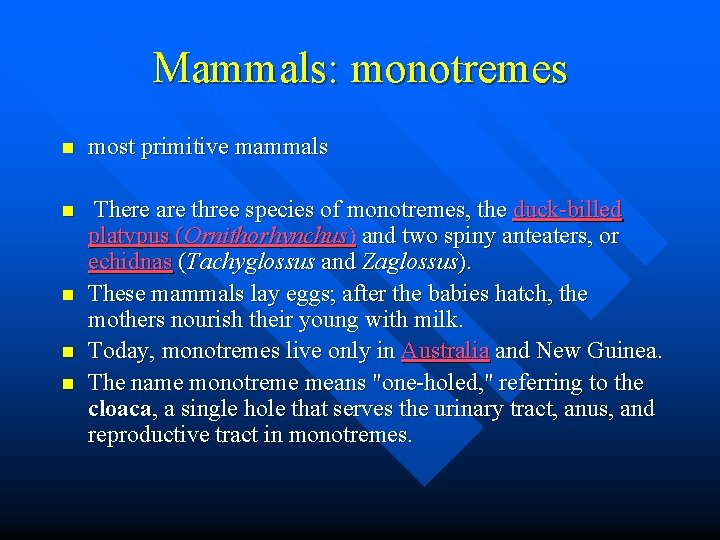 Mammals: monotremes n most primitive mammals n There are three species of monotremes, the