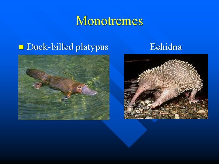 Monotremes n Duck-billed platypus Echidna 