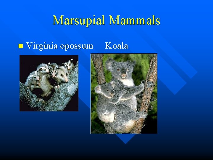 Marsupial Mammals n Virginia opossum Koala 