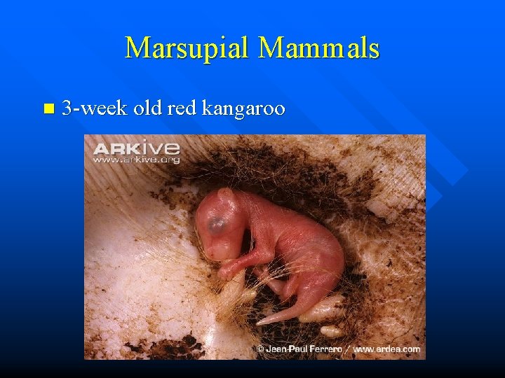 Marsupial Mammals n 3 -week old red kangaroo 