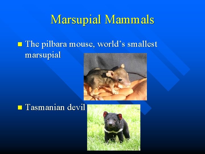 Marsupial Mammals n The pilbara mouse, world’s smallest marsupial n Tasmanian devil 