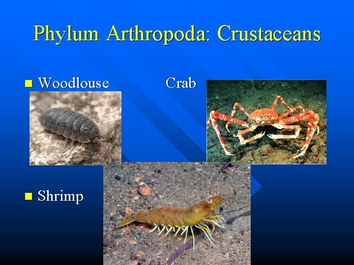 Phylum Arthropoda: Crustaceans n Woodlouse n Shrimp Crab 