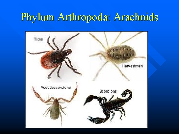 Phylum Arthropoda: Arachnids 