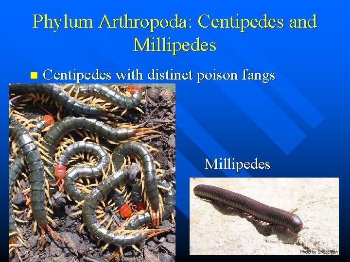Phylum Arthropoda: Centipedes and Millipedes n Centipedes with distinct poison fangs Millipedes 