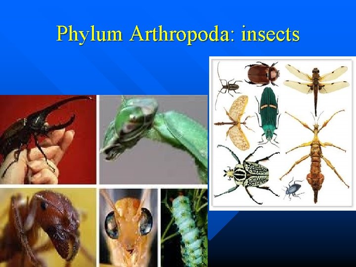 Phylum Arthropoda: insects 