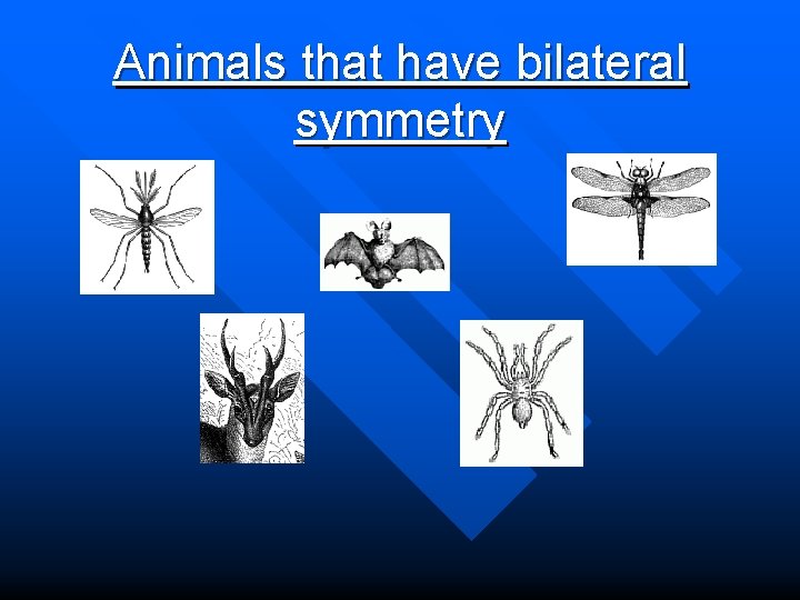 Animals that have bilateral symmetry 