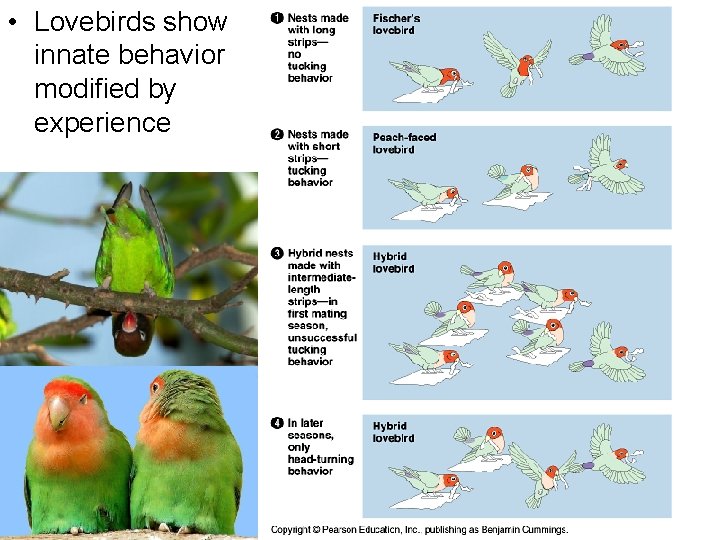  • Lovebirds show innate behavior modified by experience 