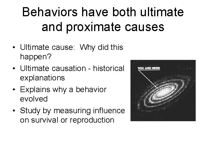 Behaviors have both ultimate and proximate causes • Ultimate cause: Why did this happen?