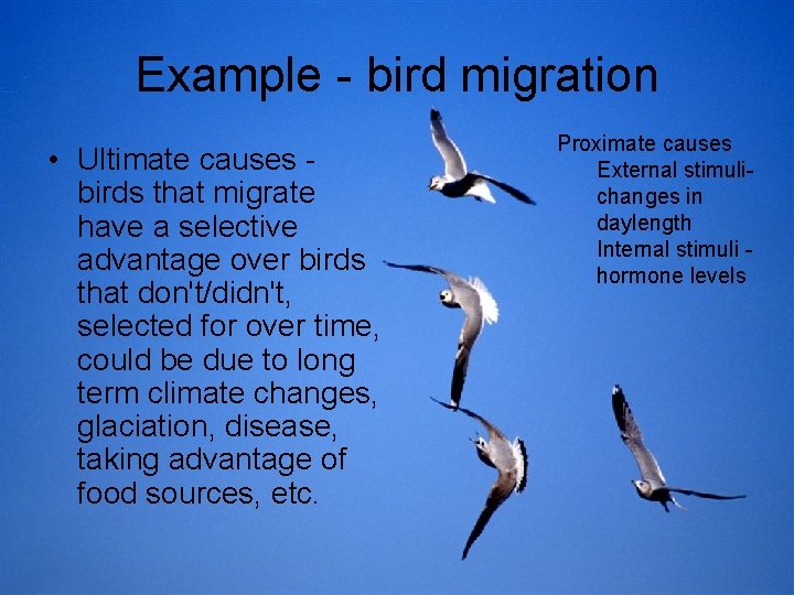 Example - bird migration • Ultimate causes birds that migrate have a selective advantage