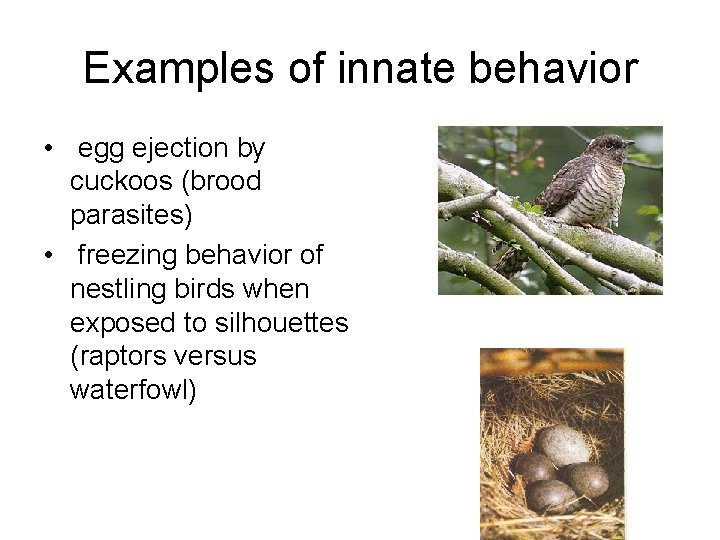 Examples of innate behavior • egg ejection by cuckoos (brood parasites) • freezing behavior