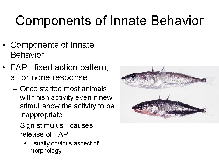 Components of Innate Behavior • FAP - fixed action pattern, all or none response