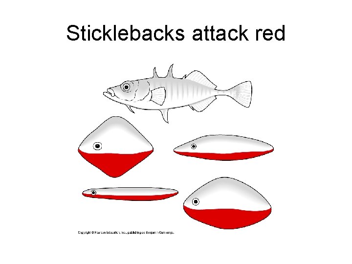 Sticklebacks attack red 