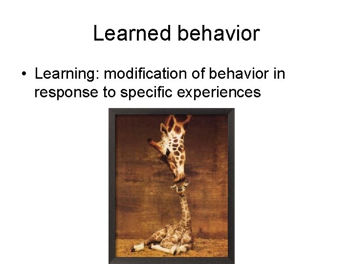 Learned behavior • Learning: modification of behavior in response to specific experiences 