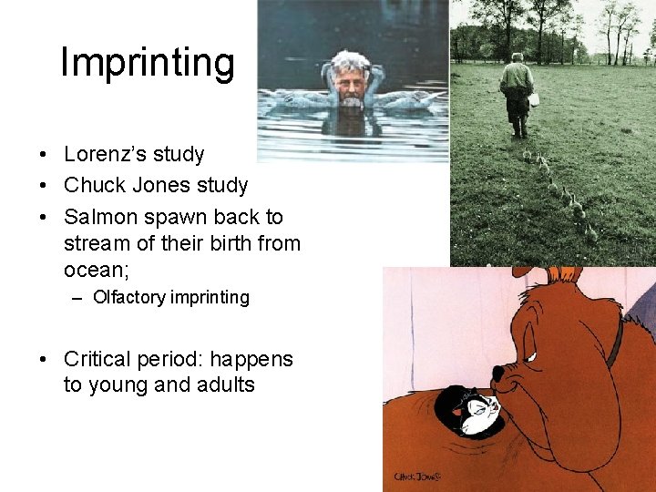 Imprinting • Lorenz’s study • Chuck Jones study • Salmon spawn back to stream