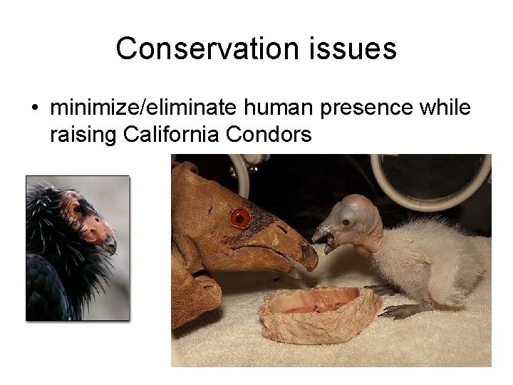 Conservation issues • minimize/eliminate human presence while raising California Condors 