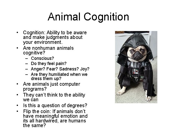 Animal Cognition • Cognition: Ability to be aware and make judgments about your environment.