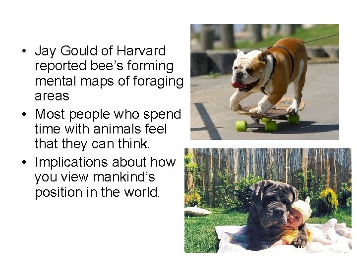  • Jay Gould of Harvard reported bee’s forming mental maps of foraging areas