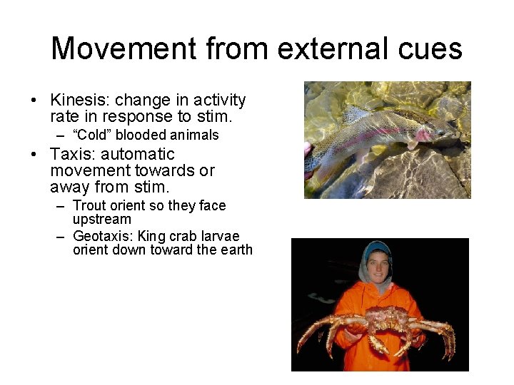 Movement from external cues • Kinesis: change in activity rate in response to stim.