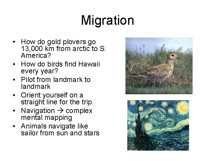 Migration • How do gold plovers go 13, 000 km from arctic to S.
