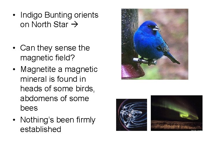  • Indigo Bunting orients on North Star • Can they sense the magnetic