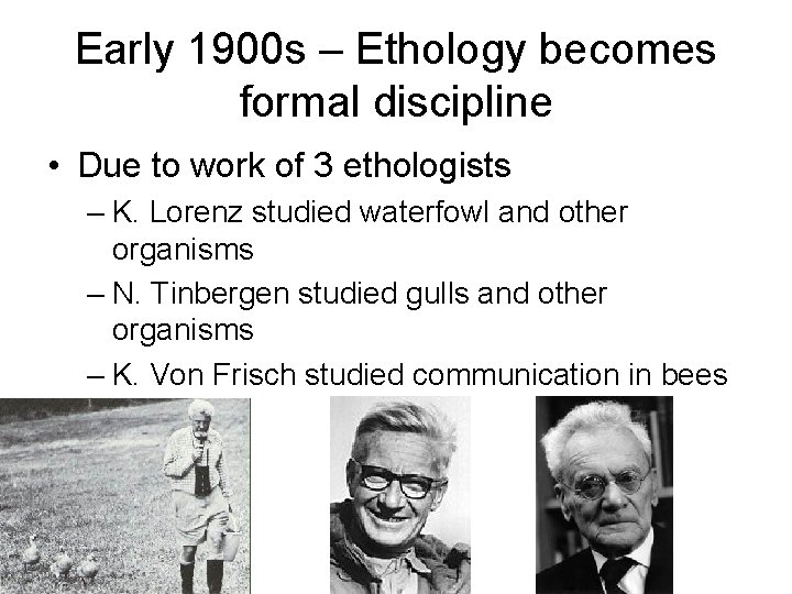 Early 1900 s – Ethology becomes formal discipline • Due to work of 3