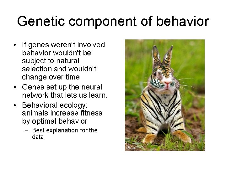 Genetic component of behavior • If genes weren’t involved behavior wouldn’t be subject to