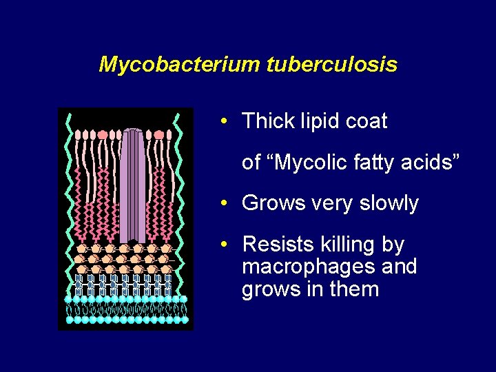 Mycobacterium tuberculosis • Thick lipid coat of “Mycolic fatty acids” • Grows very slowly