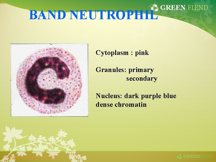 BAND NEUTROPHIL GREEN FIEND Cytoplasm : pink Granules: primary secondary Nucleus: dark purple blue