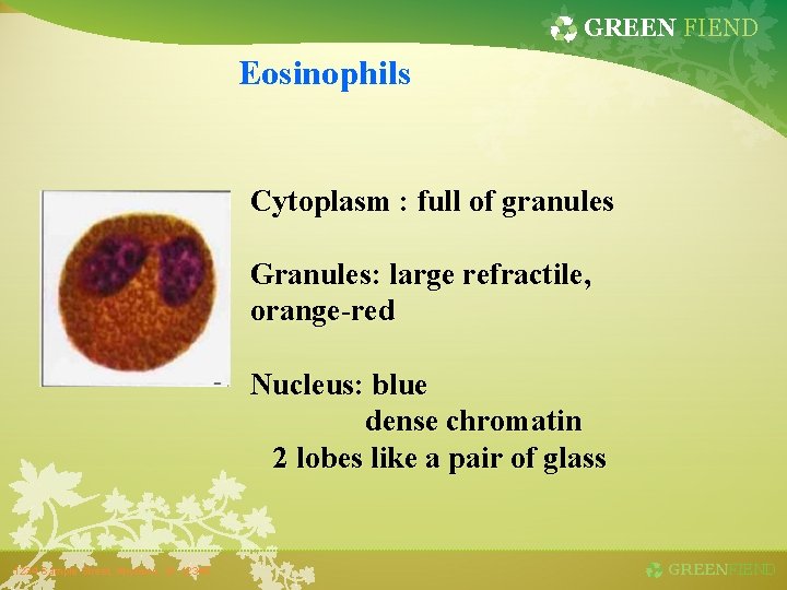 GREEN FIEND Eosinophils Cytoplasm : full of granules Granules: large refractile, orange-red Nucleus: blue