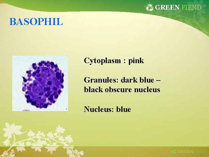 GREEN FIEND BASOPHIL Cytoplasm : pink Granules: dark blue – black obscure nucleus Nucleus: