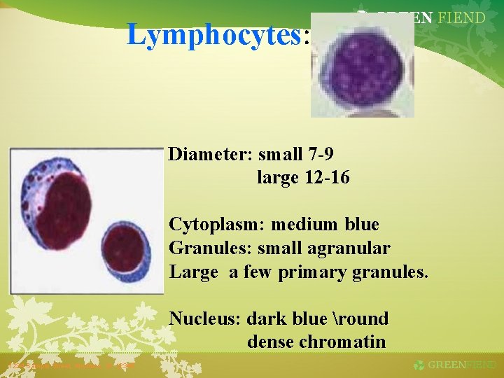 Lymphocytes: GREEN FIEND Diameter: small 7 -9 large 12 -16 Cytoplasm: medium blue Granules: