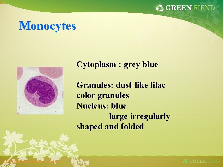 GREEN FIEND Monocytes Cytoplasm : grey blue Granules: dust-like lilac color granules Nucleus: blue